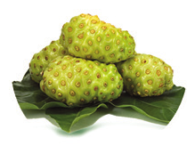 Buah Mengkudu